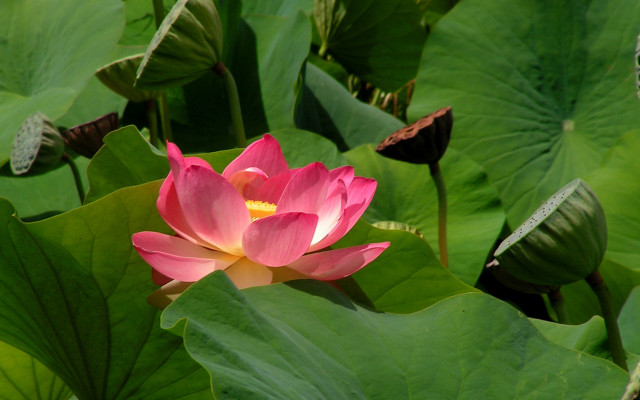 Pink flower blooming lily ecological free wallpaper - medium preview image