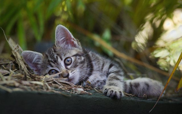 Small kitten planter grass leaves free wallpaper - medium preview image