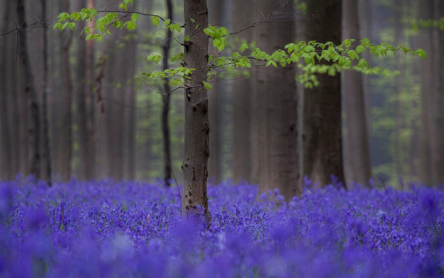 Purple forest flowers tree impressionist free wallpaper - medium preview image