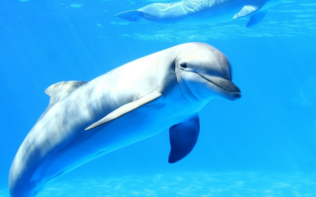 Dolphin underwater bubbles ocean horizon free wallpaper - medium preview image