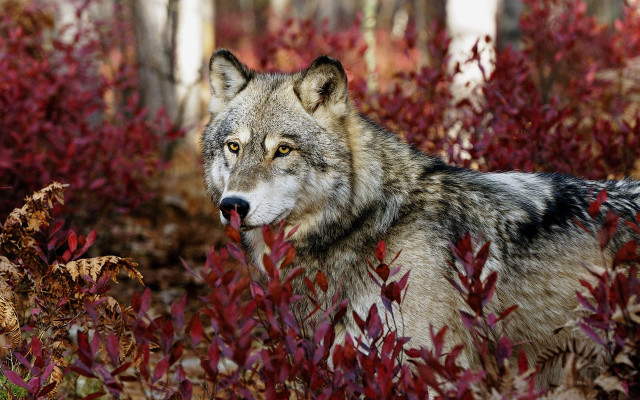 Wolf forest autumn blood blur free wallpaper - medium preview image