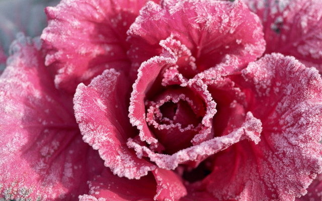 Pink frosted cherry blossom macro #2 free wallpaper - medium preview image