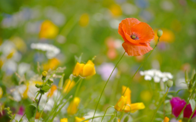 Flower field orange bloom vibrant free wallpaper - medium preview image