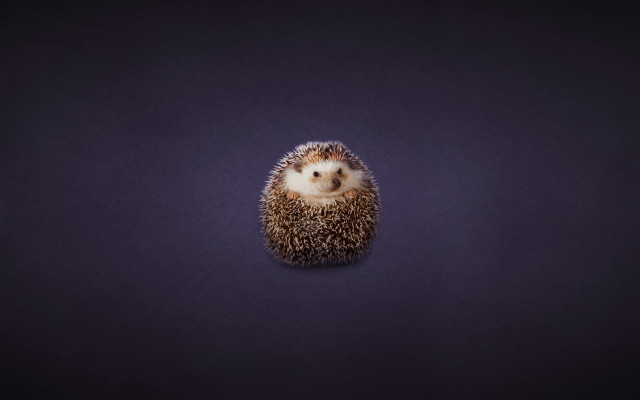Small hedgehog purple surface 3d free wallpaper - medium preview image