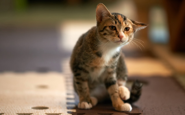 Curious cat rug bokeh shiba free wallpaper - medium preview image