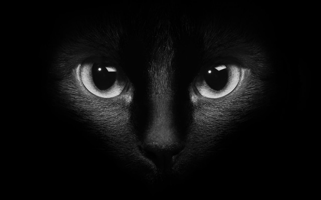 Black cat face white eyes free wallpaper - medium preview image