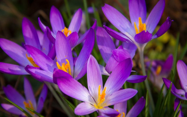 Purple butterflies flower field macro free wallpaper - medium preview image