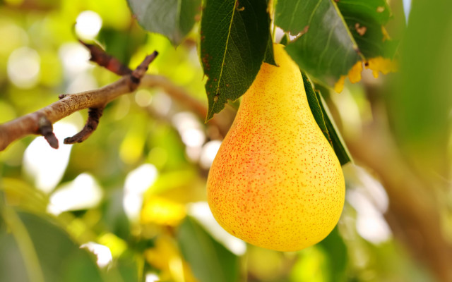 Pear hanging tree leaves sunlight free wallpaper - medium preview image