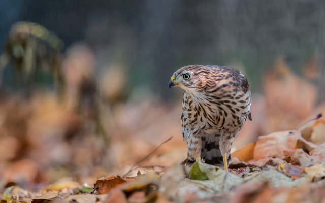 Bird of prey leaves woods free wallpaper - medium preview image