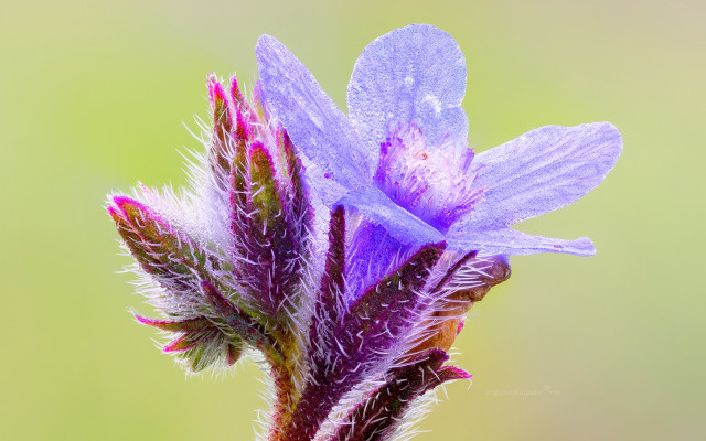 Purple flower green gradient macro free wallpaper - medium preview image