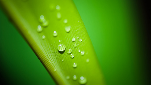 Green leaf water drops macro #34 free wallpaper - medium preview image