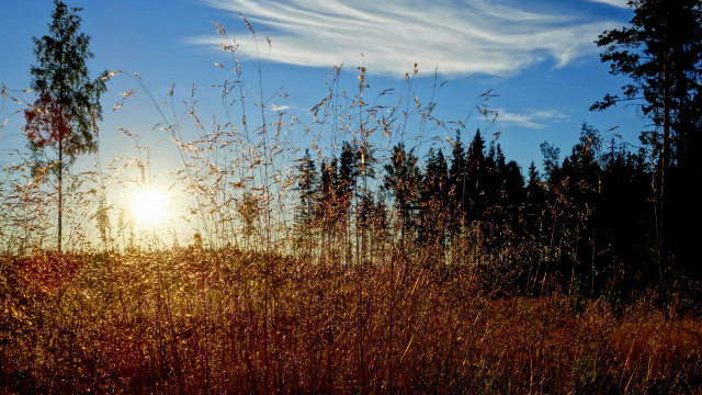 Field trees sunlight autumn fence free wallpaper - medium preview image