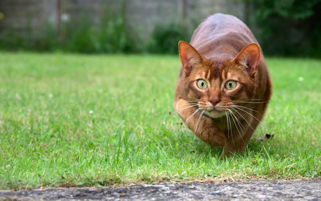 Cat green field foliage outdoors free wallpaper - medium preview image
