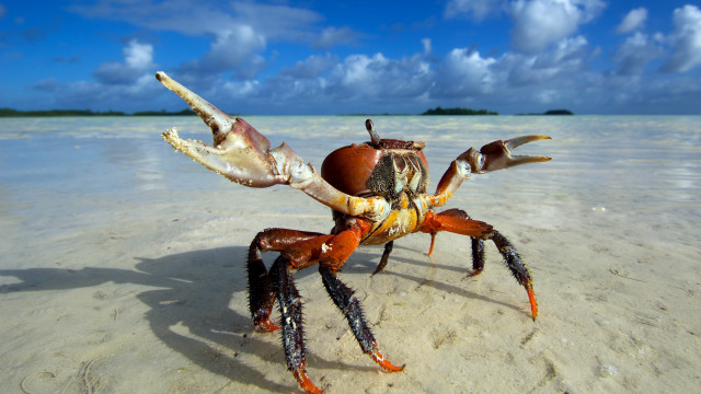 Crab beach sky clouds ecological free wallpaper - medium preview image