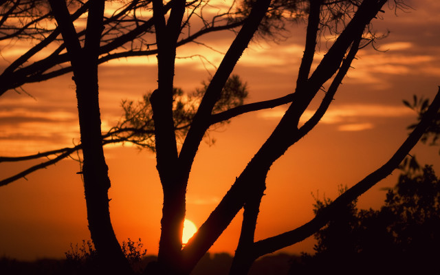 Sunset tree silhouette clouds autumn free wallpaper - medium preview image