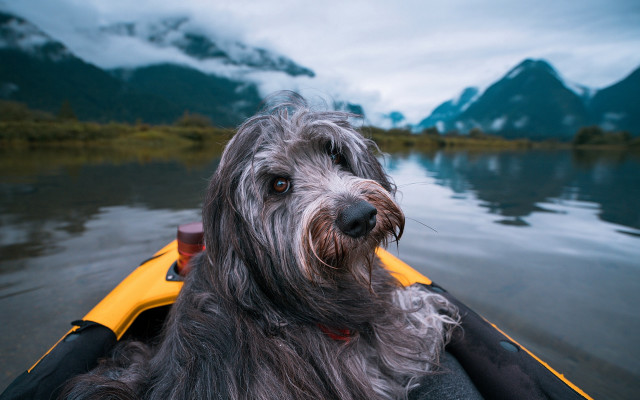 Dog boat mountains cloudy sky free wallpaper - medium preview image