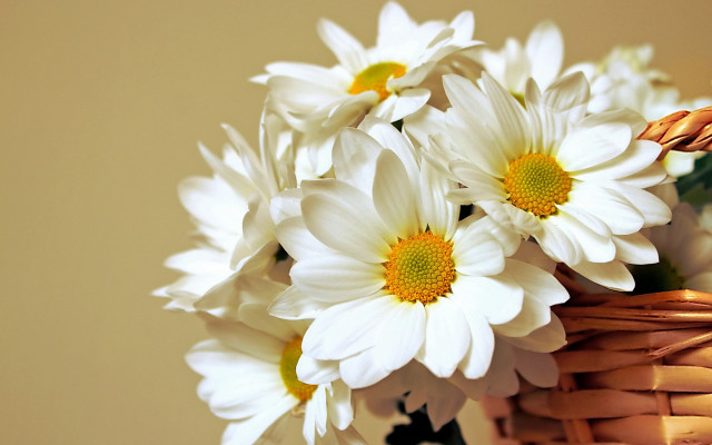 Basket white flowers table wall free wallpaper - medium preview image