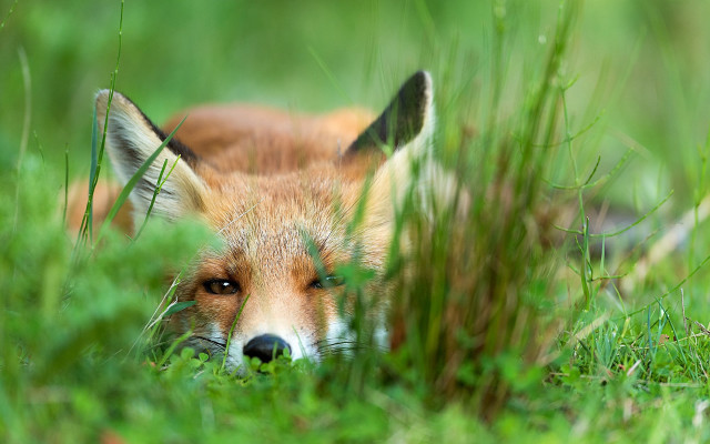 Red fox laying grass sad free wallpaper - medium preview image