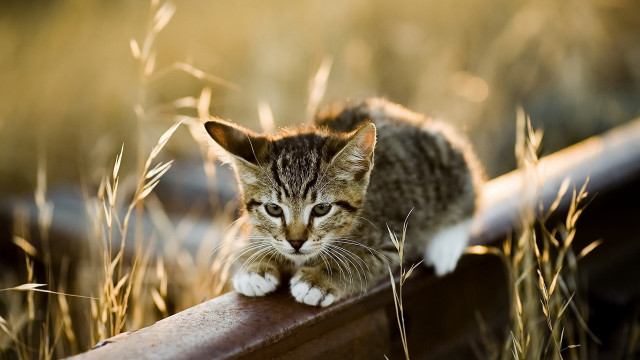 Small kitten on rail in free wallpaper - medium preview image