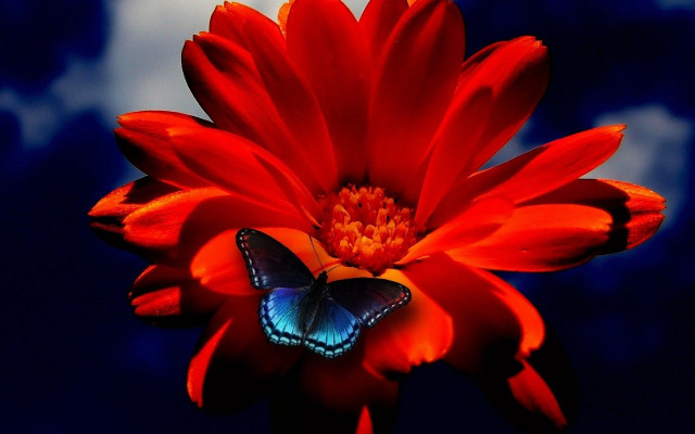 Butterfly red flower blue sky free wallpaper - medium preview image