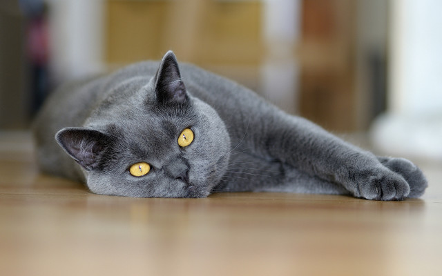 Gray cat yellow eyes curious #3 free wallpaper - medium preview image