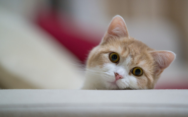 Sad cat blurry couch round free wallpaper - medium preview image