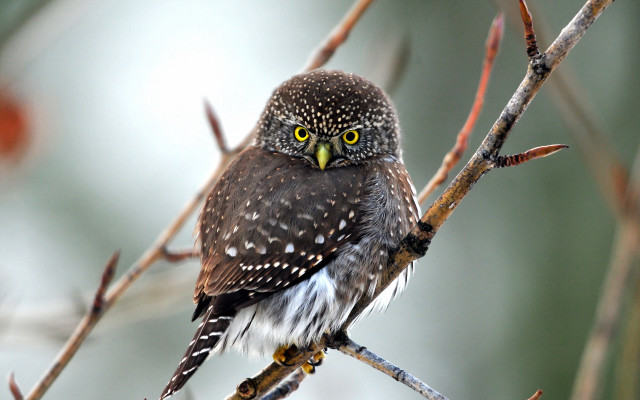 Bird yellow eyes branch blurry #2 free wallpaper - medium preview image