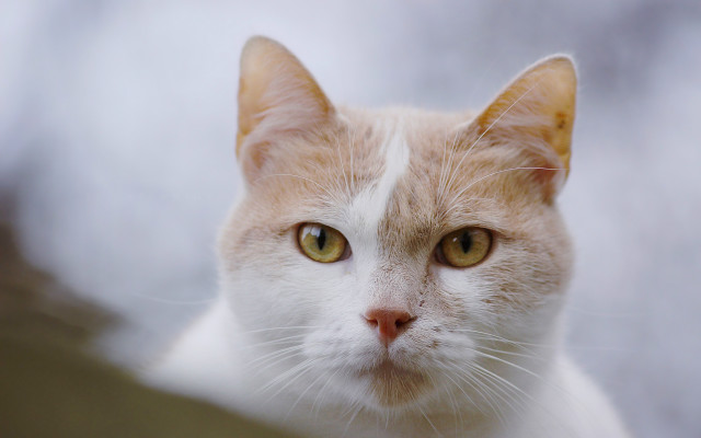 White cat closeup shallow depth free wallpaper - medium preview image