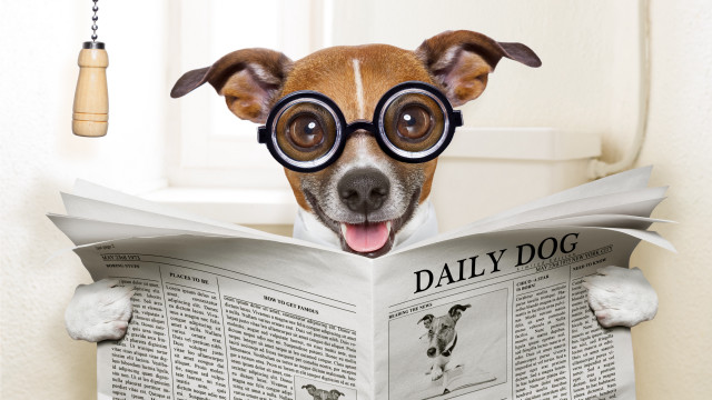 Dog glasses reading newspaper bell free wallpaper - medium preview image