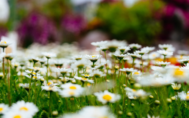 Daisy garden blurry bokeh christmas free wallpaper - medium preview image