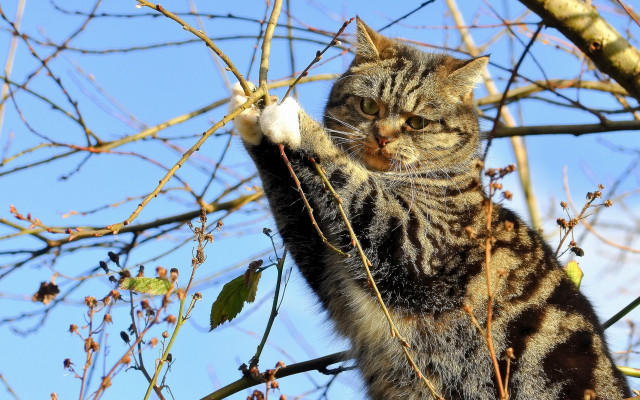 Cat branch reaching white tip free wallpaper - medium preview image