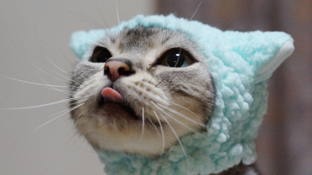 Cat blue hat kawaii tongue free wallpaper - medium preview image