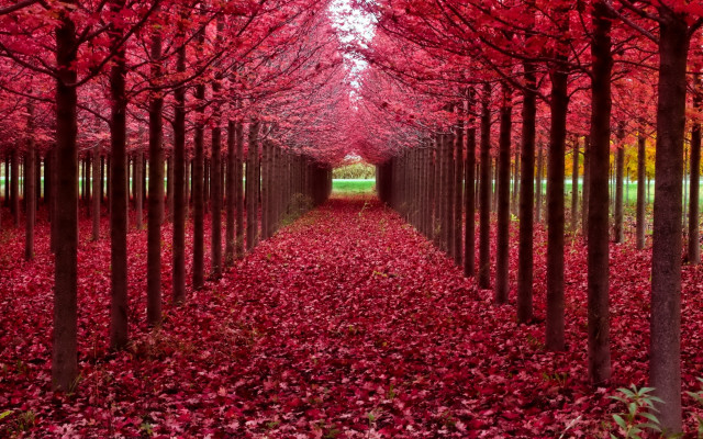 Red leaves tunnel autumn forest free wallpaper - medium preview image