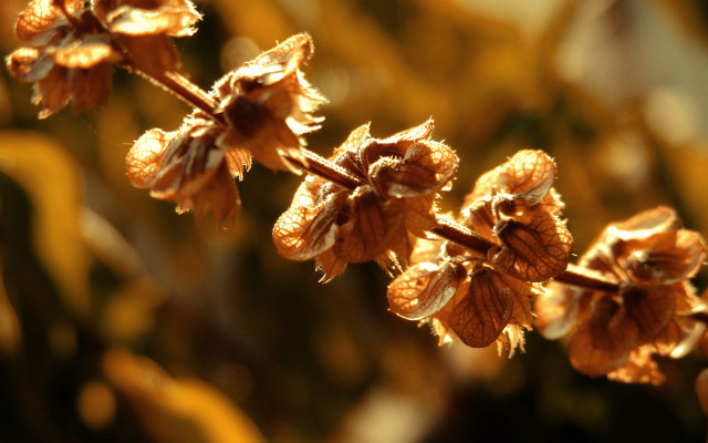 Flower blurry background autumn fire free wallpaper - medium preview image