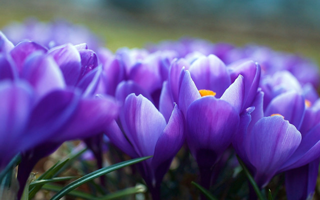 Purple flower green stem yellow free wallpaper - medium preview image