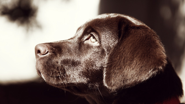 Dog collar looking up tree free wallpaper - medium preview image