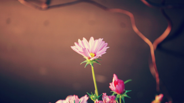 Pink lily lotus vase flower free wallpaper - medium preview image