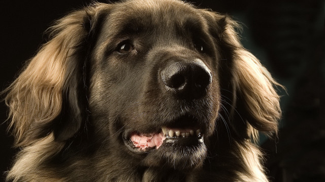 Dog portrait old man open free wallpaper - medium preview image