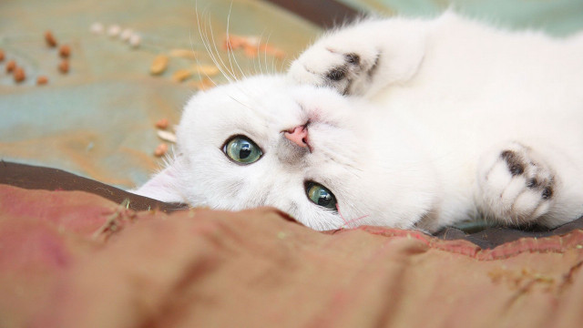 White cat rococo photocopy rounded free wallpaper - medium preview image