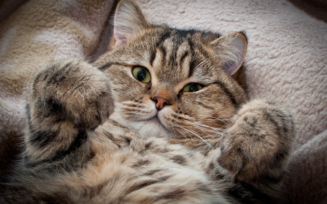 Cat back blanket paws up free wallpaper - medium preview image
