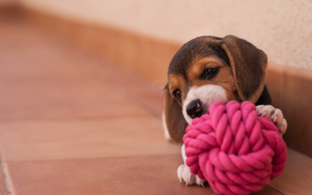 Beagle puppy chewing pink yarn free wallpaper - medium preview image