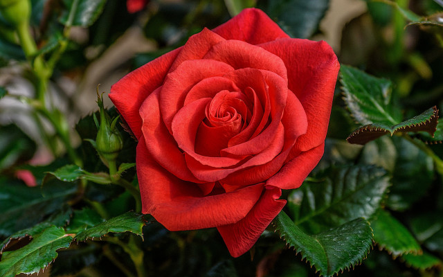 Red rose bokeh macro flower free wallpaper - medium preview image