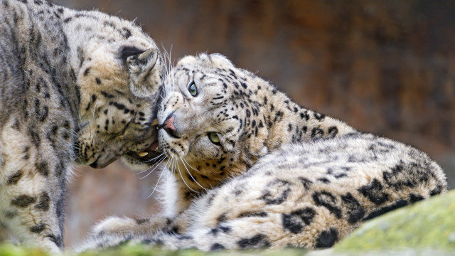 Snow leopards playing outdoors blurry free wallpaper - medium preview image