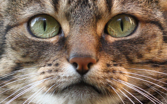 Cat green eyes whiskers macro #2 free wallpaper - medium preview image