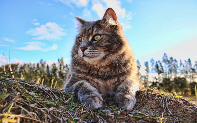 Cat branches grass sky clouds free wallpaper - medium preview image