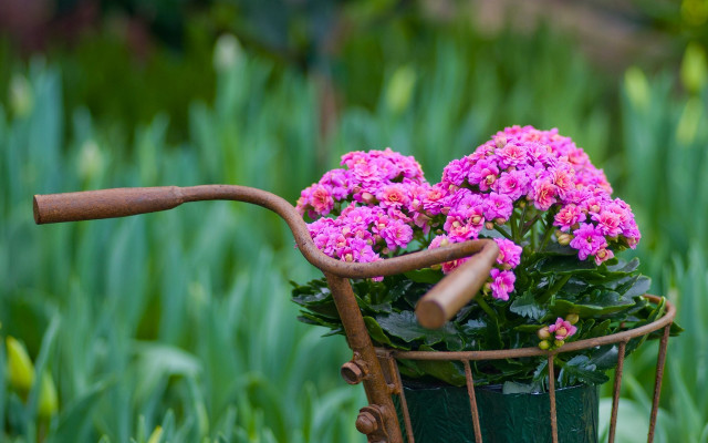 Basket flowers grass handlebar ecological free wallpaper - medium preview image