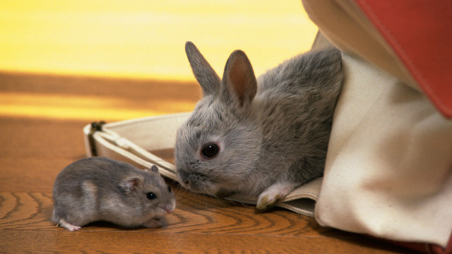 Small gray white mouse in free wallpaper - medium preview image