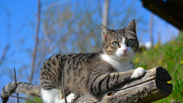 Cat wooden log grass blue free wallpaper - medium preview image