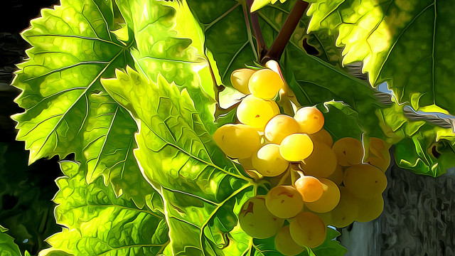 Grapes tree branch forest leaves free wallpaper - medium preview image