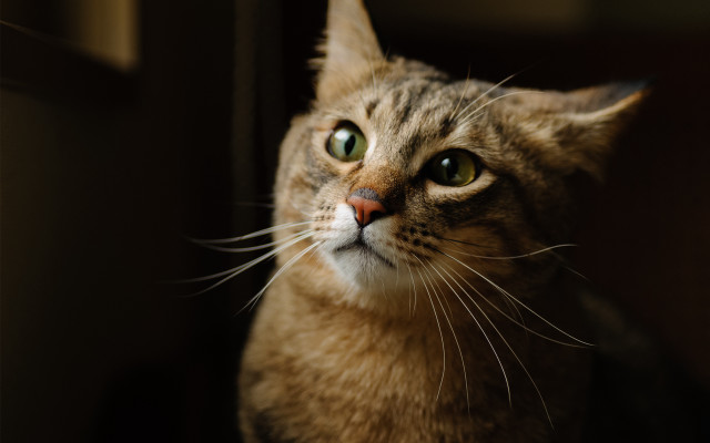 Curious cat green eyes window free wallpaper - medium preview image